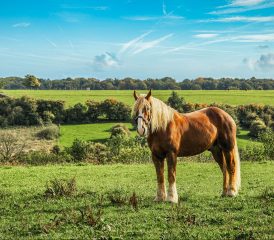 Nos balades en calèche