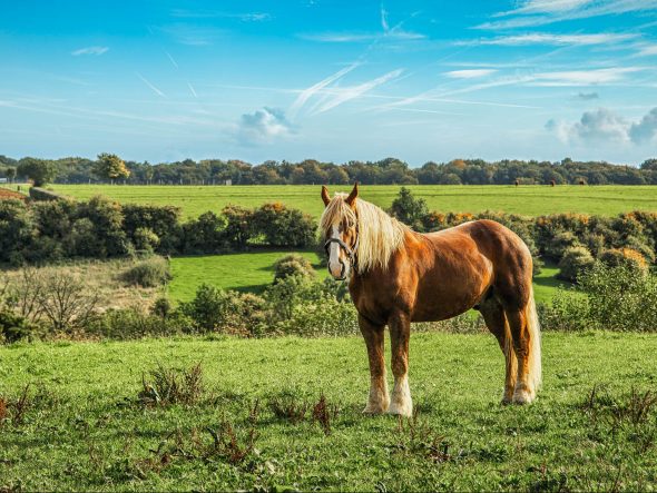 Nos balades en calèche