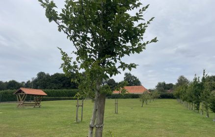 Table de pique-nique Coupelle Neuve