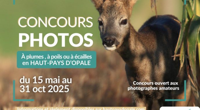 Lancement de notre concours photos 2025 – À plumes, à poils ou à écailles en Haut-Pays d’Opale