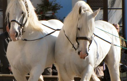 Concours de chevaux boulonnais