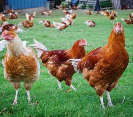 La Ferme du Bois Joli