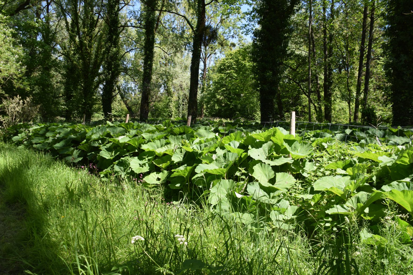 Les Têtards